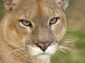 onca