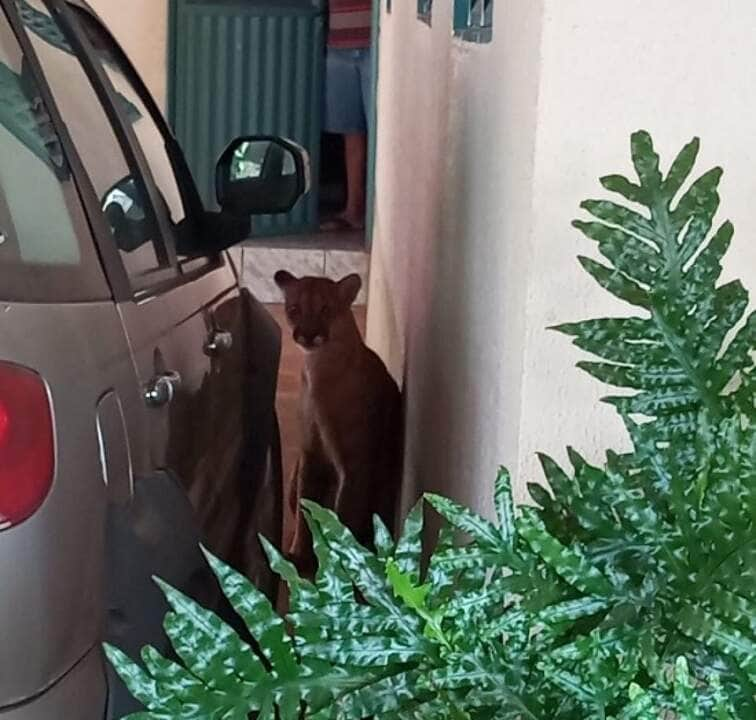 Uma onça parda resolveu fazer uma visita a uma família no último domingo (22), na cidade de Varjão de Minas Gerais (MG) e acabou dando o maior trabalho para a equipe do Corpo de Bombeiros.