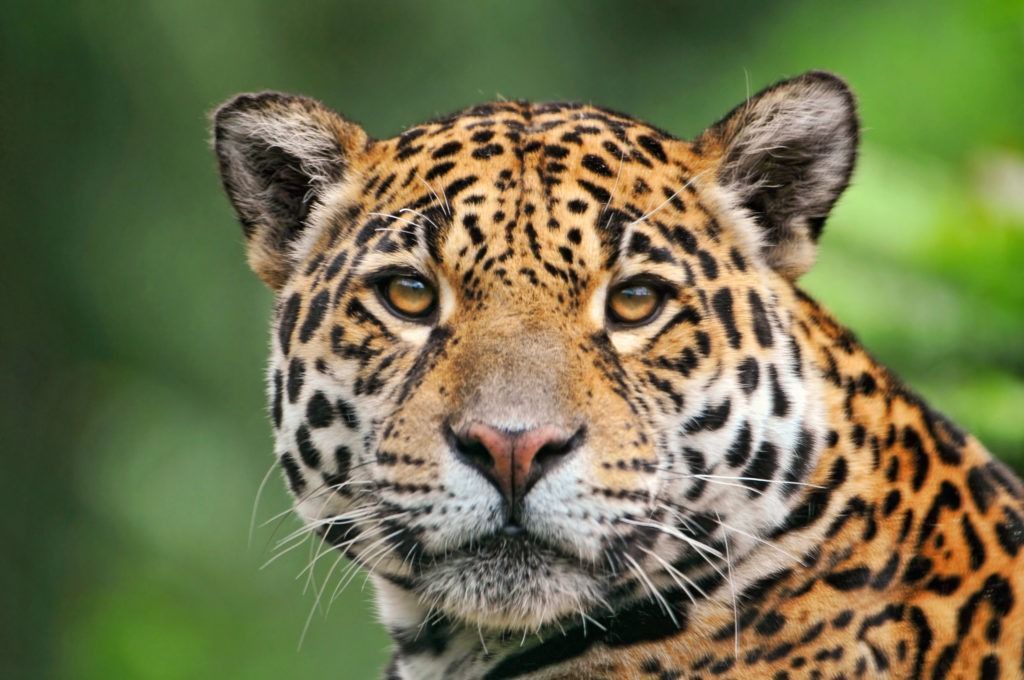 A onça-pintada (Panthera onca) são animais carnívoros que apresentam corpo e cauda com pelo curto, as patas são adaptadas a vida cursorial, o focinho é curto e as orelhas pequenas e arredondadas