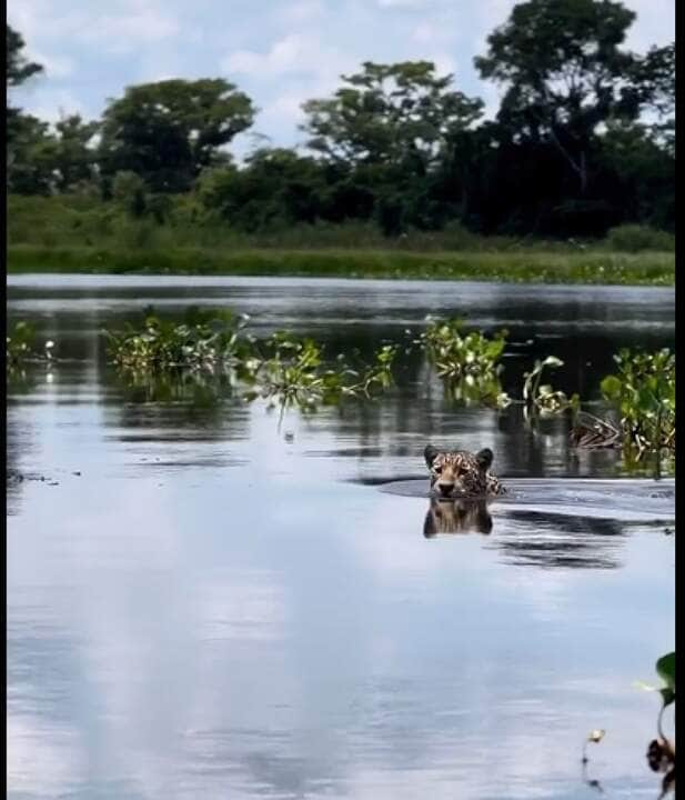 Além de possuir uma força excepcional, a onça-pintada é a que possui maior poder em suas mordidas, entre os grandes felinos do planeta.