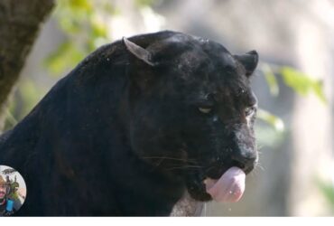 A onça-preta, também conhecida por jaguar-preto, é uma variação melânica da onça-pintada (ou jaguar)