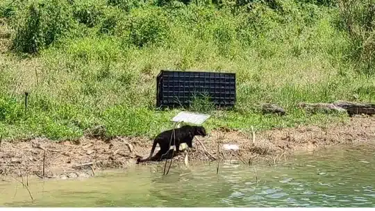 pantera negra na malasia 2 foto perhilitan depto de vida selvagem da malasia.jpg