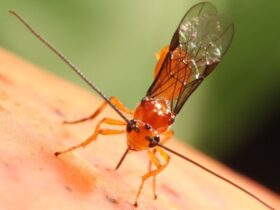 Parasitoide com tecnologia 100% nacional é capaz de controlar moscas-das-frutas - Foto: Divulgação/Embrapa
