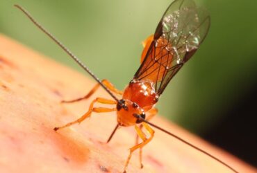 Parasitoide com tecnologia 100% nacional é capaz de controlar moscas-das-frutas - Foto: Divulgação/Embrapa
