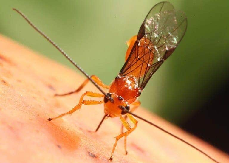 Parasitoide com tecnologia 100% nacional é capaz de controlar moscas-das-frutas - Foto: Divulgação/Embrapa