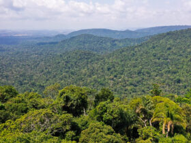 Mato Grosso lidera desmatamento na Amazônia Legal no primeiro bimestre de 2024 Por: TV Brasil