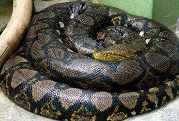Ataques em humanos são raros, mas esta espécie de cobra píton tem sido responsável por várias fatalidades humanas, tanto na vida silvestre quanto em cativeiro