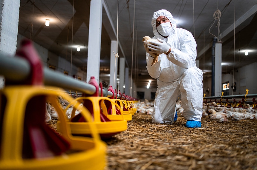 pontes cobra ministerios sobre providencias contra gripe aviaria