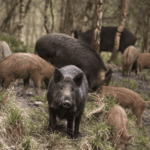 A espécie possui 38 dentes, sendo os caninos superiores os que mais se destacam. A pelagem é longa e áspera, geralmente de tonalidade cinza mesclada de preto, com uma faixa de pelos brancos ao redor do pescoço que dá o aspecto de um colar.