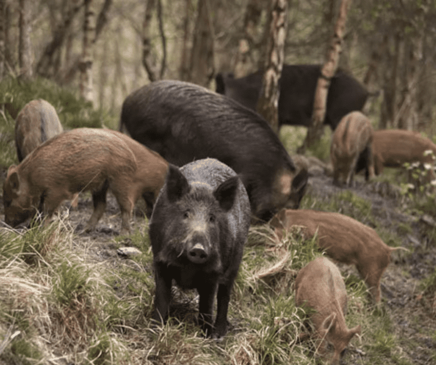 A espécie possui 38 dentes, sendo os caninos superiores os que mais se destacam. A pelagem é longa e áspera, geralmente de tonalidade cinza mesclada de preto, com uma faixa de pelos brancos ao redor do pescoço que dá o aspecto de um colar.