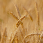 Portaria interministerial divulga subvenção de R$ 400 milhões para estimular a comercialização de trigo em grãos, da safra 2023/2024
