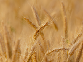 Portaria interministerial divulga subvenção de R$ 400 milhões para estimular a comercialização de trigo em grãos, da safra 2023/2024