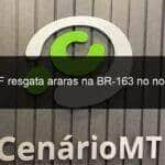 prf resgata araras na br 163 no nortao 909400