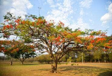 No dia 23 de setembro é oficialmente declarado o início da Primavera no Hemisfério Sul, pois no Hemisfério Norte, nesse mesmo dia, inicia-se o outono (Marcello Casal Jr/Agência Brasil)