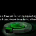 relembre a travessa de um papagaio flagrado por camera de monitoramento video 1083270