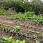 sancionada lei que torna cangucu rs capital nacional da agricultura familiar