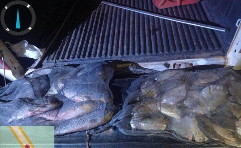 Peixes apreendidos pela fiscalização da Sema  - Foto por: Sema-MT