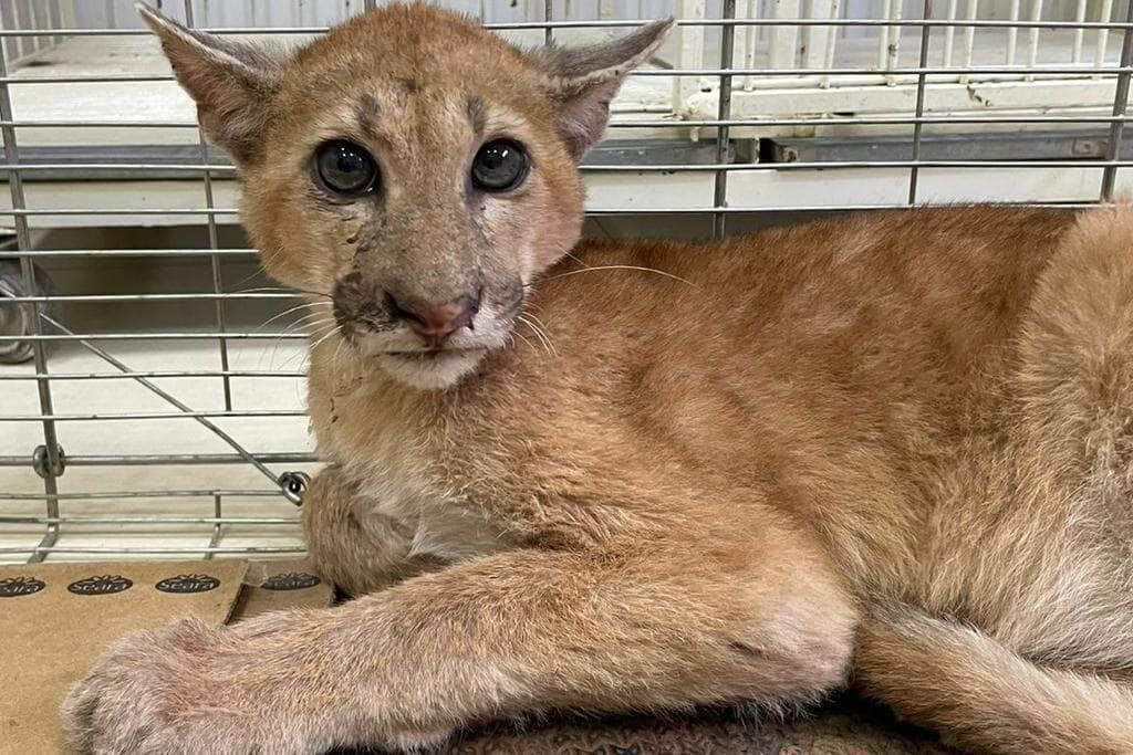 sema mt acompanha onca parda atropelada na mt 358 e orienta sobre o que fazer em caso de acidentes com animais silvestres capa 2023 08 18 2023 08 18 303938042