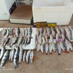 Cerca de 20kg de pescado foi entregue à Dema.               Crédito - Sema-MT