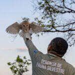 Após tratamento adequado e completa reabilitação, as aves puderam voltar ao seu habitat natural.               Crédito - Karla Silva/ Sema-MT