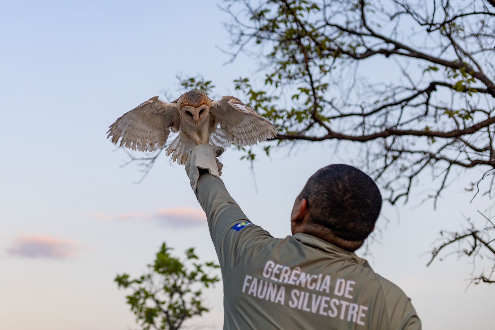 Após tratamento adequado e completa reabilitação, as aves puderam voltar ao seu habitat natural.               Crédito - Karla Silva/ Sema-MT