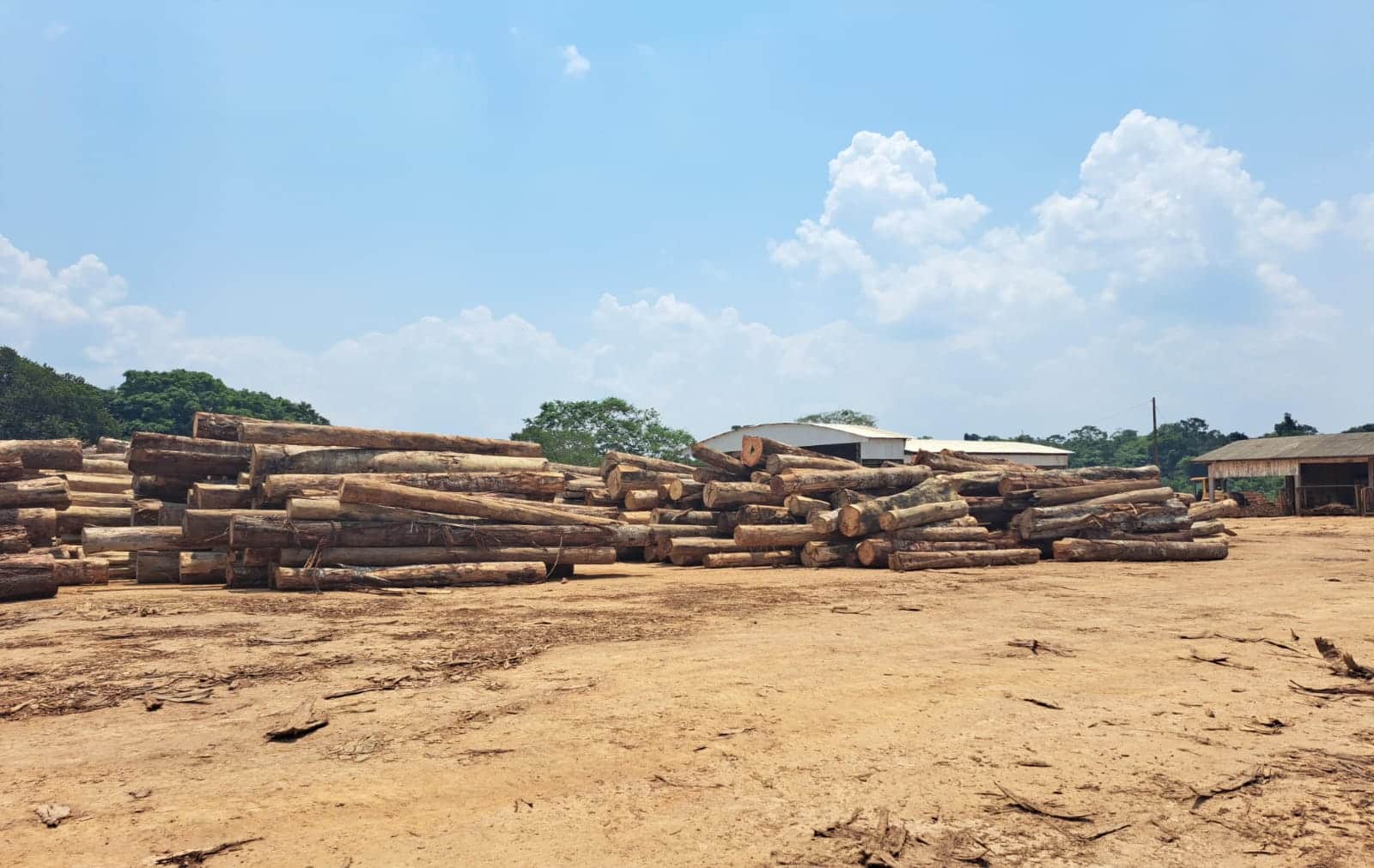 sema mt identifica fraude em plano de manejo e apreende 18 mil metros cubicos de madeira ilegal em apiacas interna 1 2023 10 06 1794742821