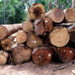 Madeira colhida de manejo florestal sustentável              Crédito - Cipem/MT
