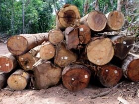 Madeira colhida de manejo florestal sustentável              Crédito - Cipem/MT