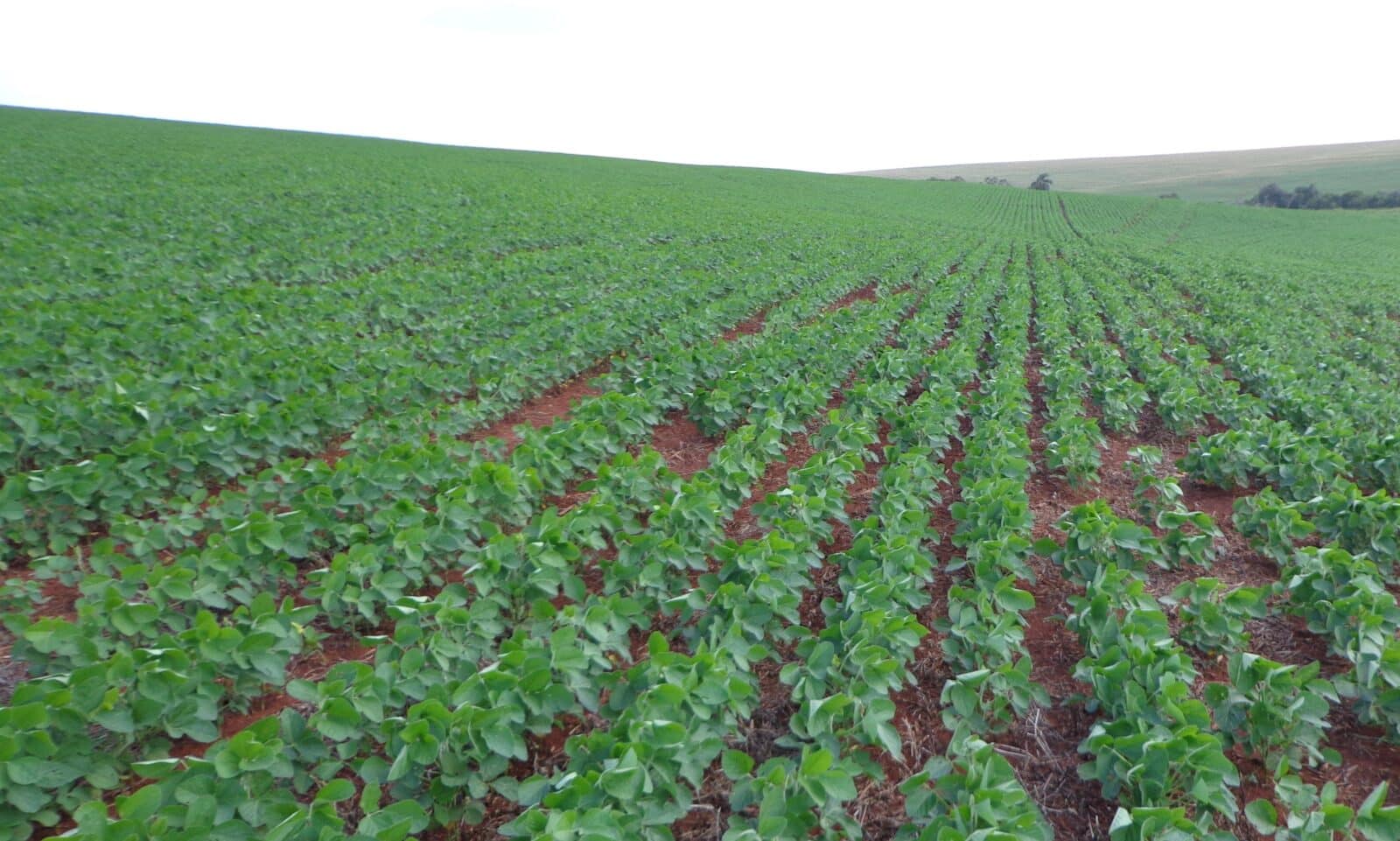 Calor e estiagem afetam a produtividade da soja no estado e deve provocar redução da área de milho segunda safra em 24,59%