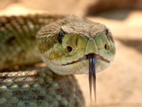 Mato Grosso ocupa o 3º lugar entre os estados com mais acidentes com cobras no Brasil.