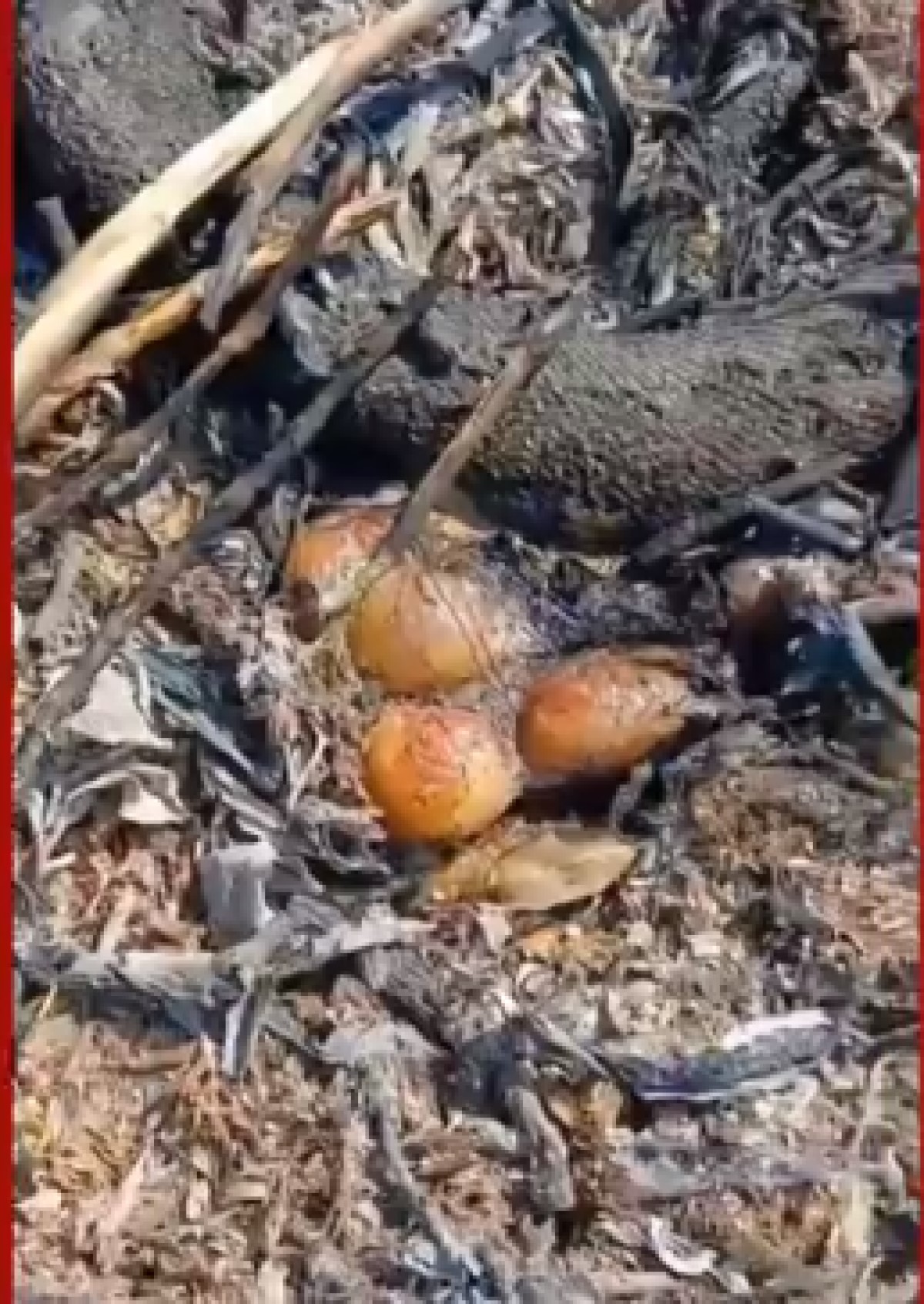 Imagem chocante mostra vários ovos ao lado do corpo carbonizado de uma cobra sucuri, que tentava fugir do incêndio