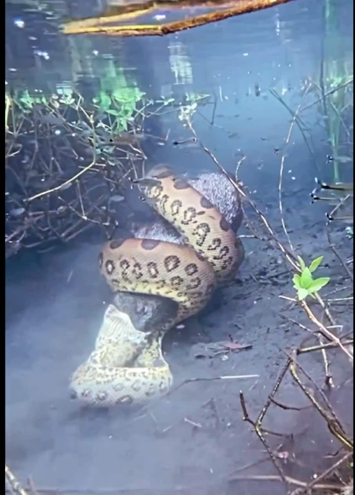 O guia acredita que a cobra sucuri que aparece no vídeo possa ter entre 4 a 5 metros.