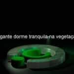 sucuri gigante dorme tranquila na vegetacao video 1085615