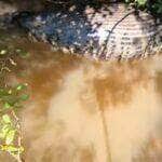 A troca de pele nas cobras sucuris é um processo biológico e necessário para o seu crescimento.