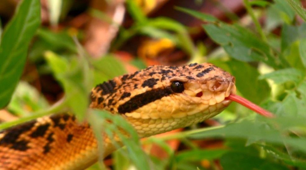 Lachesis muta, vulgarmente conhecida como surucucu, surucutinga, surucucutinga, surucucu-de-fogo, surucucu-pico-de-jaca e cobra-topete, é a maior serpente peçonhenta da América Latina.