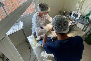 Verba será usada no custeio de programa permanente de castração de cães e gatos; proposta aguarda votação em plenário e visa combater abandono e doenças