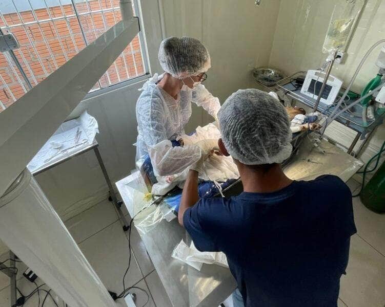Verba será usada no custeio de programa permanente de castração de cães e gatos; proposta aguarda votação em plenário e visa combater abandono e doenças