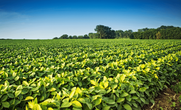 valor bruto da producao agropecuaria de 2023 e estimado em r 1 216 trilhao