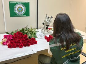 vigiagro fiscaliza 50 toneladas de rosas para o dia dos namorados