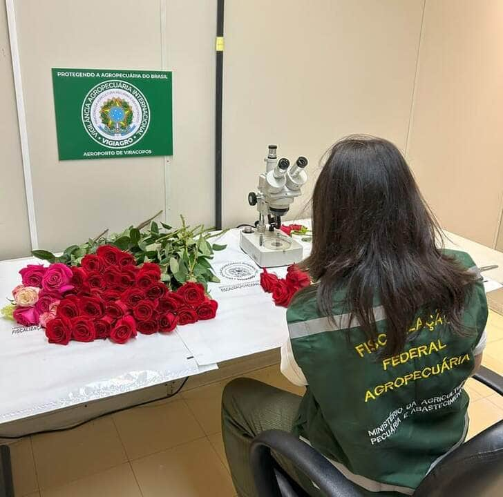 vigiagro fiscaliza 50 toneladas de rosas para o dia dos namorados