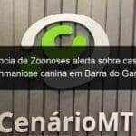 vigilancia de zoonoses alerta sobre casos de leishmaniose canina em barra do garcas 1330159
