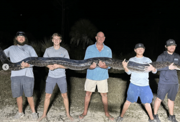 5 Homens capturam uma enorme Python 90 kg; Fotos são virais
