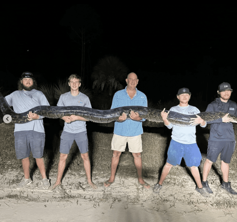 5 Homens capturam uma enorme Python 90 kg; Fotos são virais