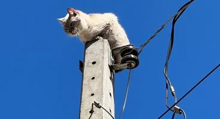 A detecção de "gatos" na vizinhança pode gerar desconfiança entre os moradores, prejudicando o senso de comunidade.