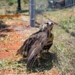 A espécie Urubitinga Coronata, conhecida popularmente como águia-cinzenta, é uma ave grande, sendo que o adulto pode chegar 85 centímetros e pesar até 3,5 kg.