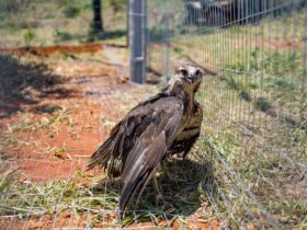 A espécie Urubitinga Coronata, conhecida popularmente como águia-cinzenta, é uma ave grande, sendo que o adulto pode chegar 85 centímetros e pesar até 3,5 kg.