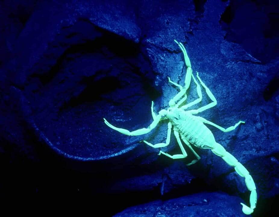 Ocorrências com animais peçonhentos disparam em janeiro em Cuiabá