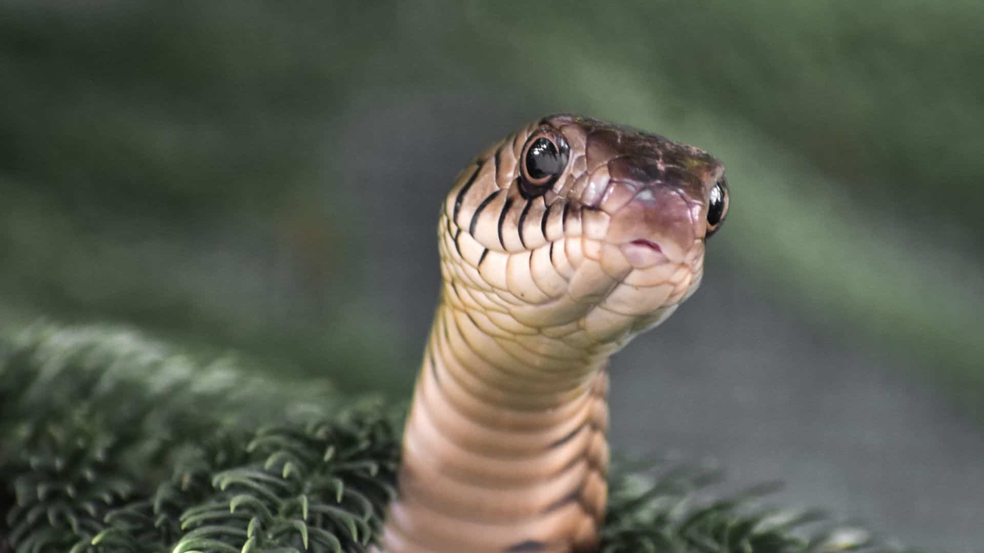 A cobra corredeira (Bothrops alternatus) é uma espécie de serpente da família Viperidae, encontrada na América do Sul, incluindo o Brasil e é venenosa.