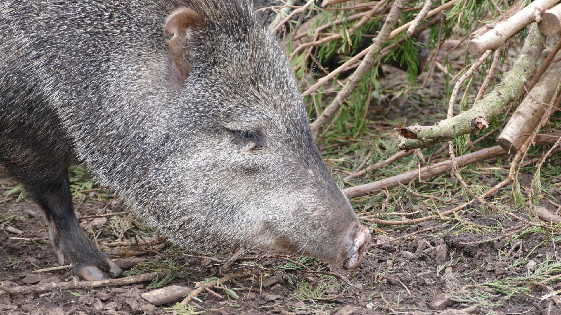 Os queixadas são animais territoriais e defendem seu território de outros queixadas.