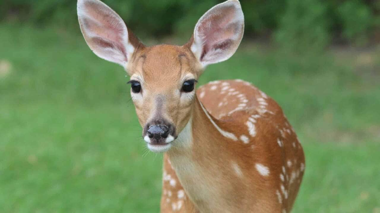 O veado-campeiro é uma espécie importante para o ecossistema do Cerrado. É um animal herbívoro que ajuda a controlar a população de plantas.